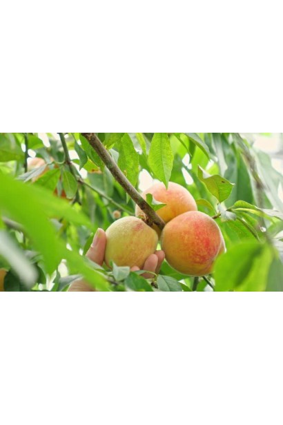 Персик Білий лебідь - плоди з опушенням